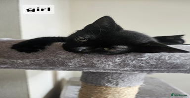 British Shorthair cats - Advert 4