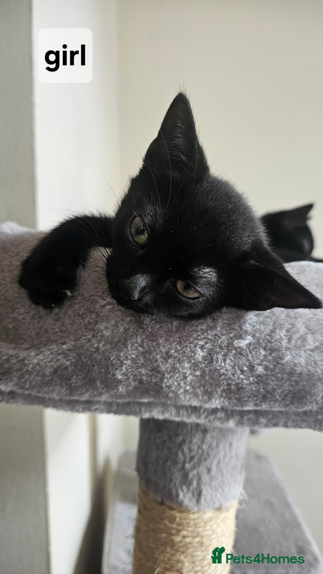 British Shorthair cats for sale: Kittens for sale  - Image 2
