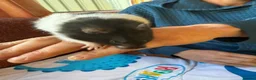 Hamster rodents for sale: Female Syrian hamsters  - Advert 3