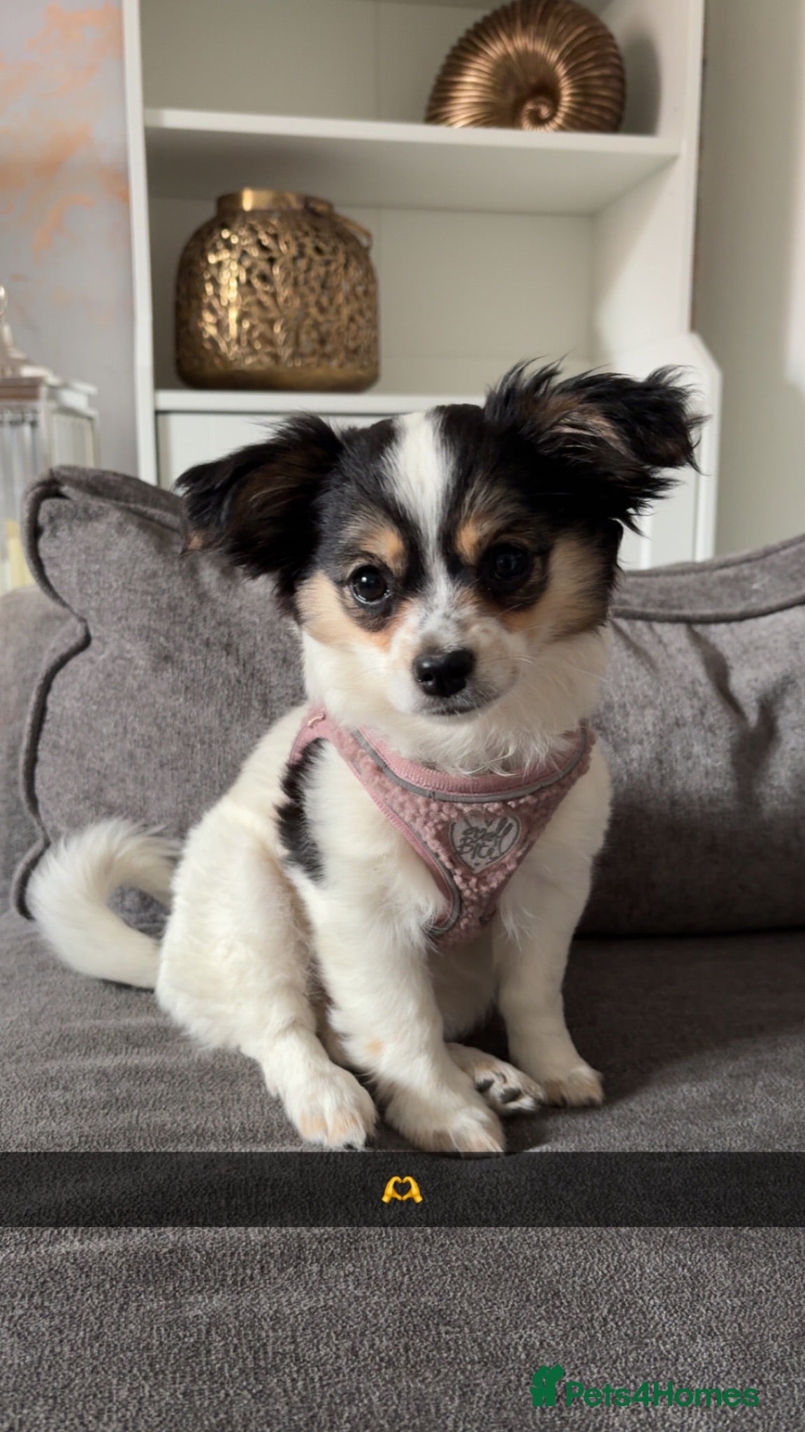 Chihuahua dogs Female chihuahua pup 13 week old.  - Advert 17