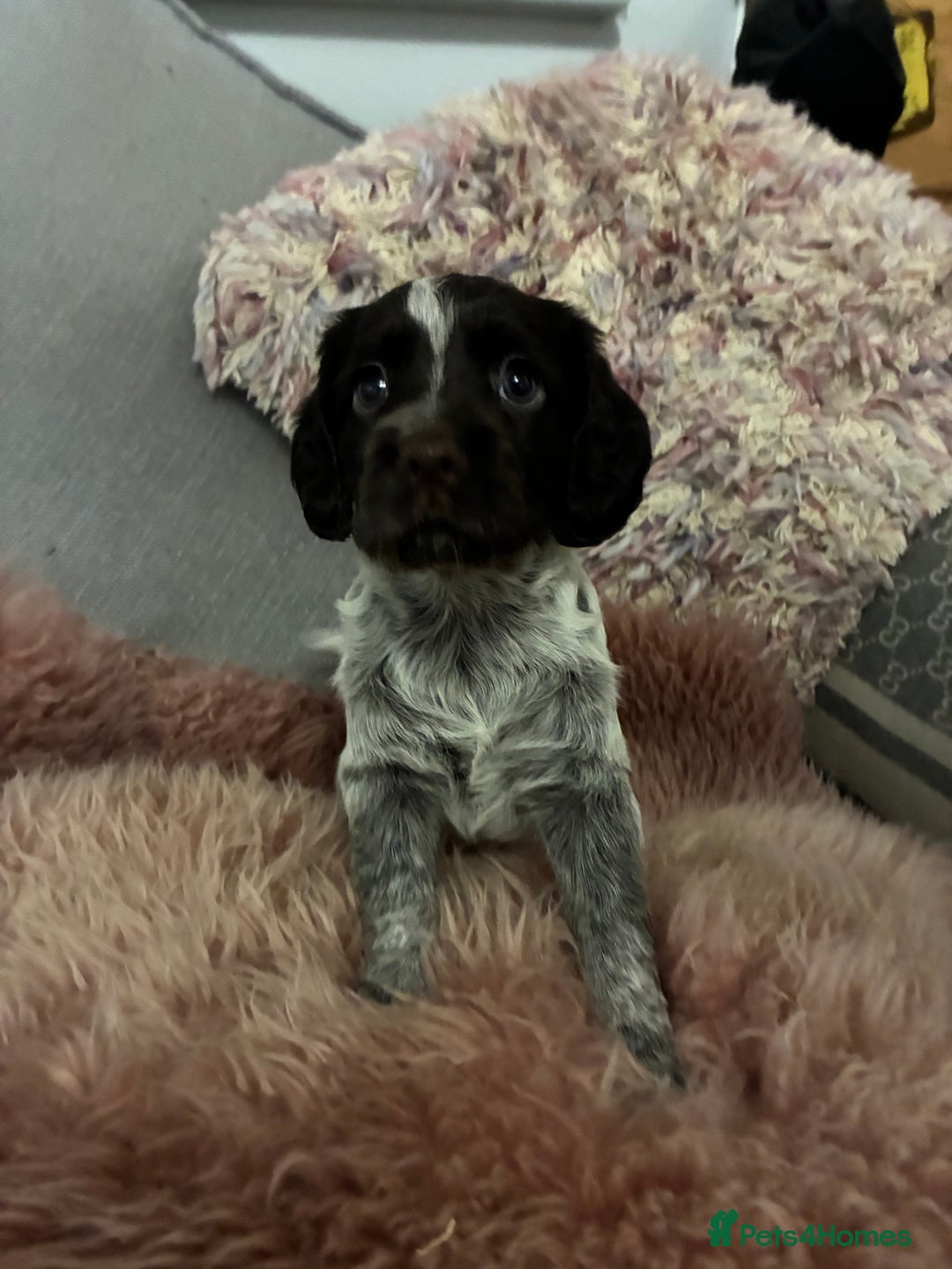 Cocker Spaniel dogs for sale: Working cocker female pup  - Image 1