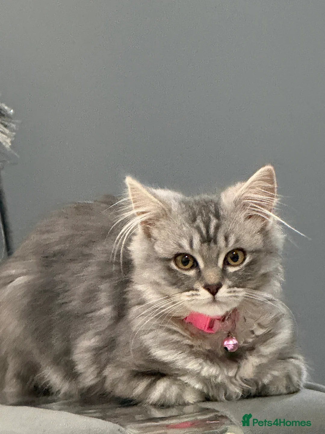 British Longhair cats for sale: My lovely friend for sale - Advert 8