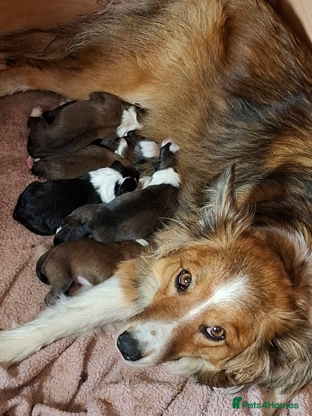 Border Collie dogs for sale: 7 border collie pups 🌟  - Image 13