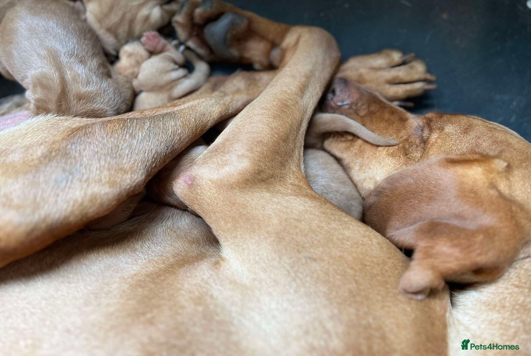 Hungarian Vizsla dogs for sale: Beautiful Fully Trained KC Hungarian Vizsla Puppy - Advert 10