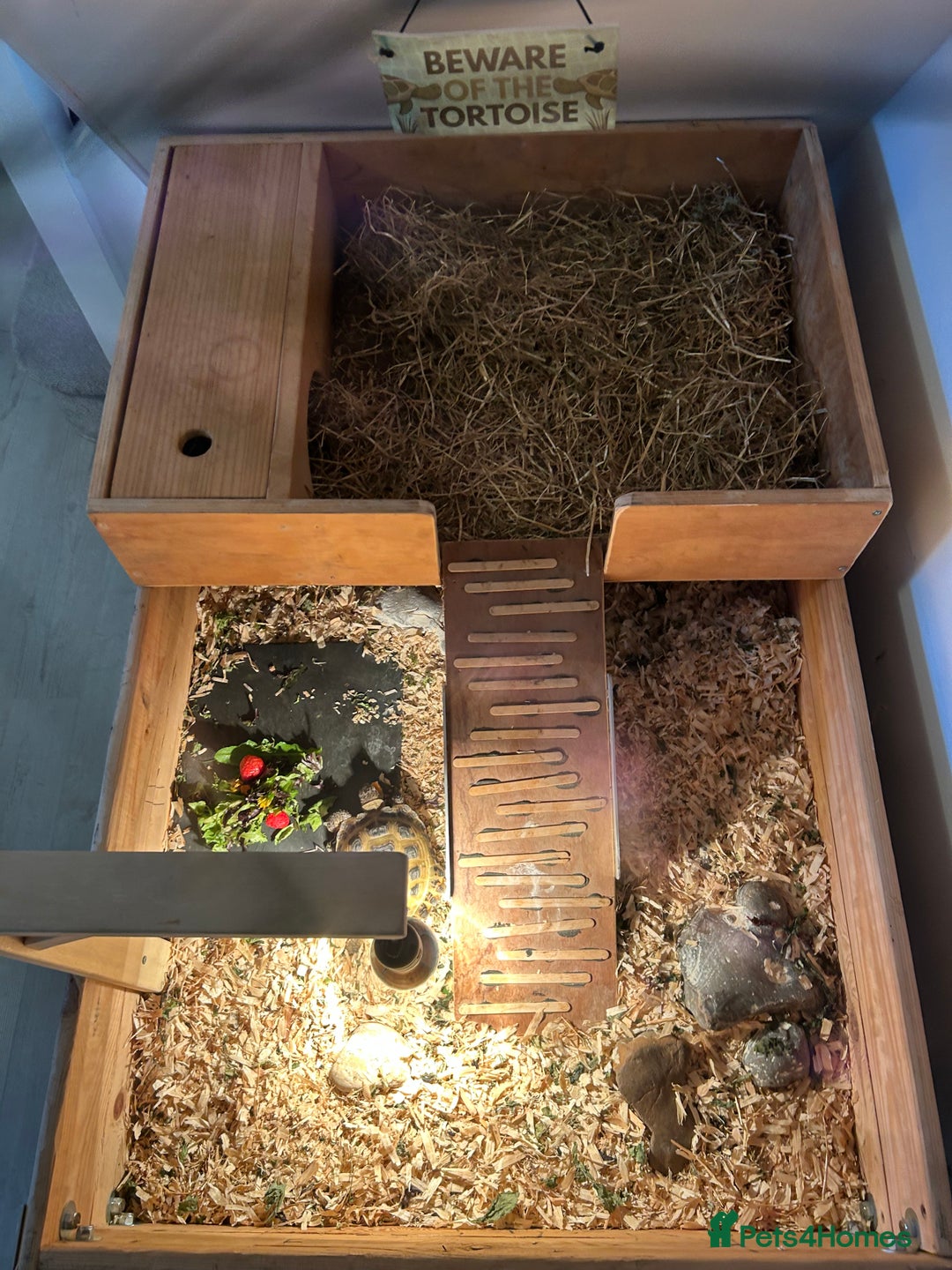 Tortoise reptiles for sale: Tortoise and full set up for sale - Image 3