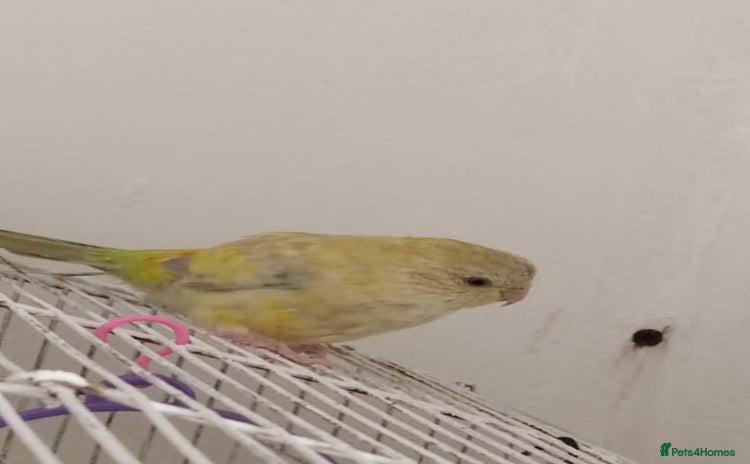 Parakeets birds - Advert 1