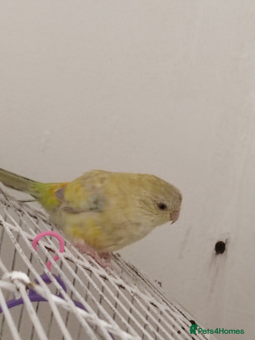 Parakeets birds for sale: I habe to sale my bird - Image 1