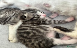 Bengal cats for sale: 🐆Bengal X Kittens 🐈‍⬛  - Image 2
