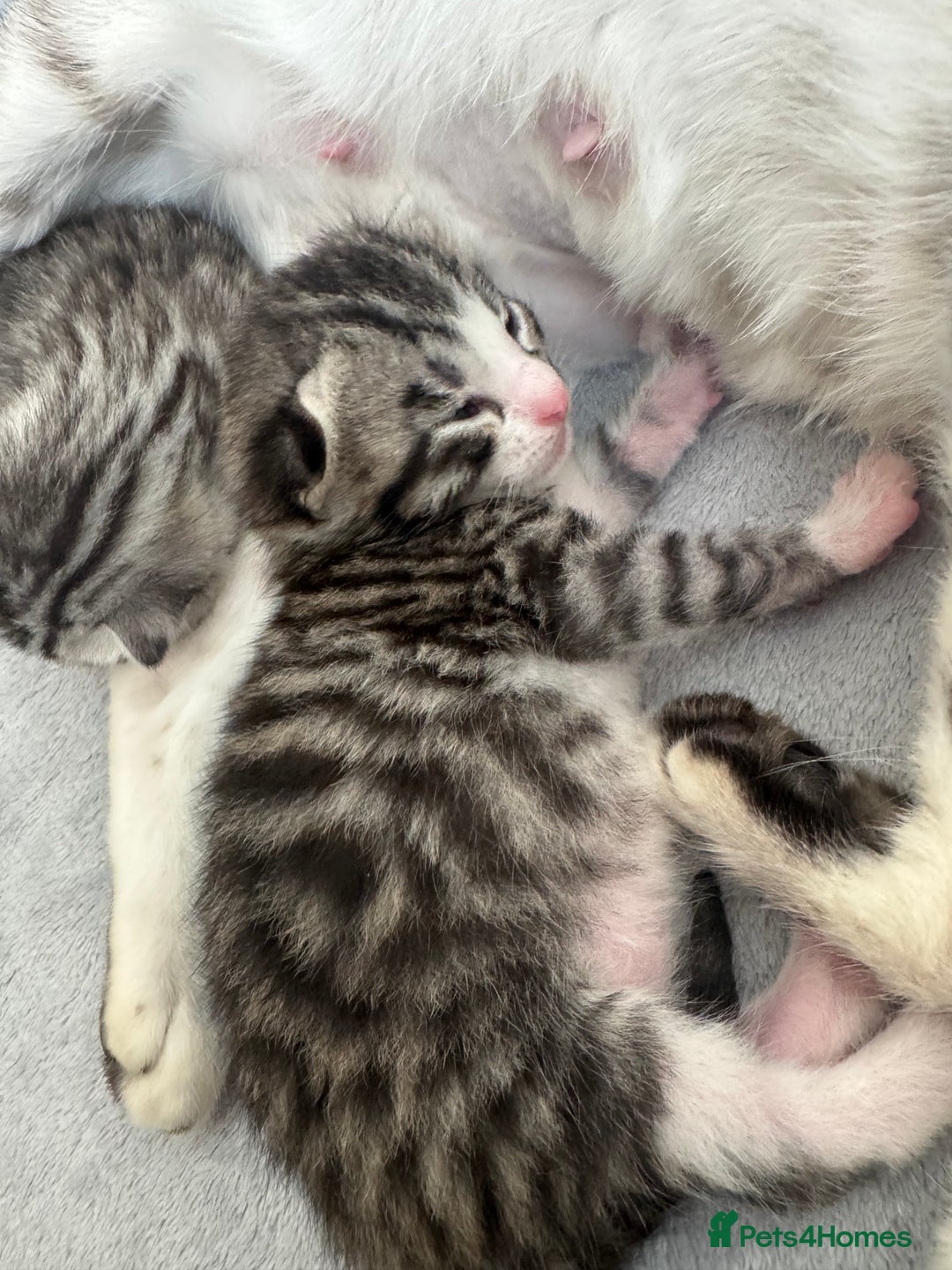 Bengal cats for sale: 🐆Bengal X Kittens 🐈‍⬛  - Image 2