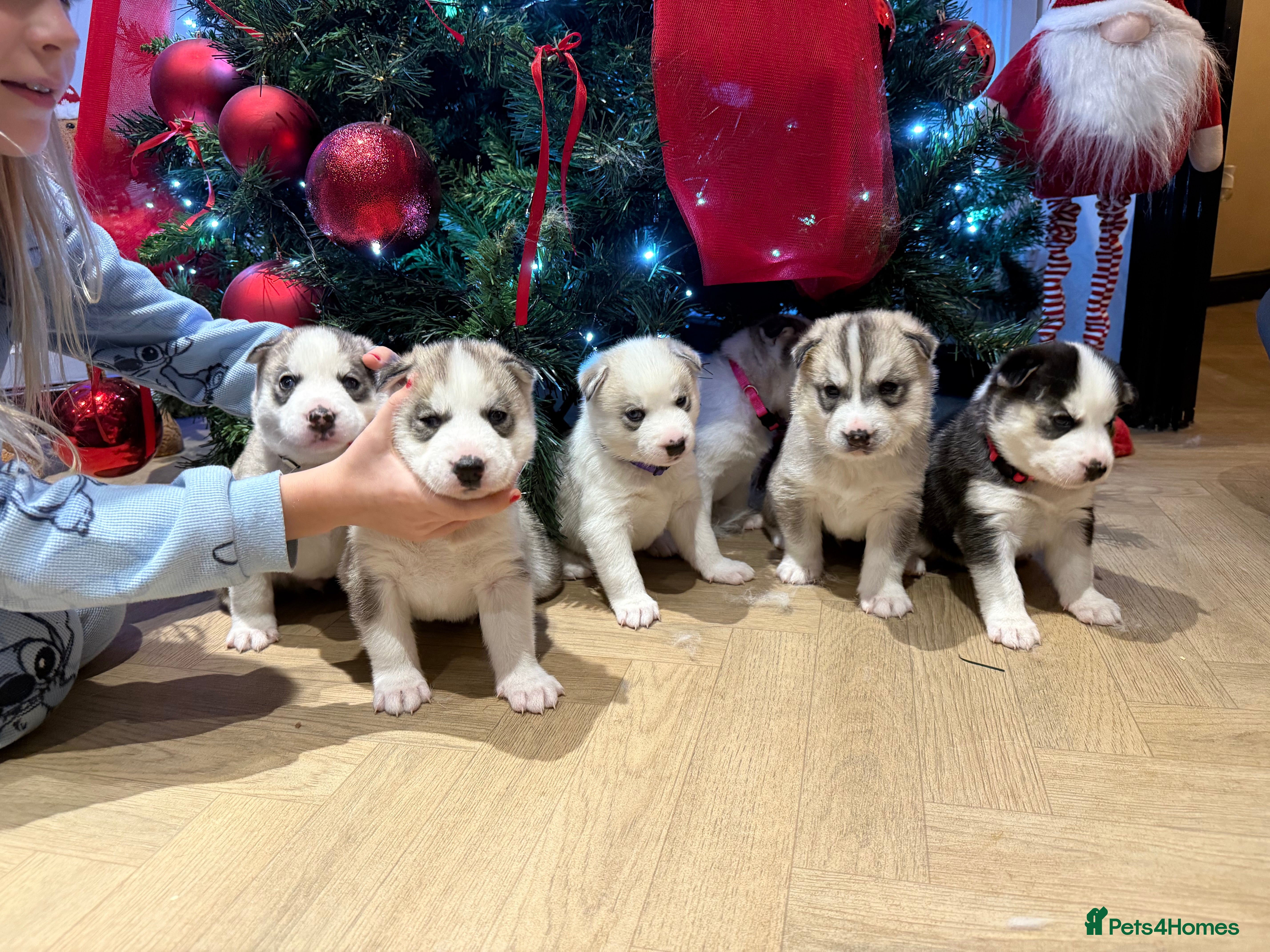 Siberian Husky dogs Beautiful Siberian Husky Puppies Ready to Reserve - Advert 16