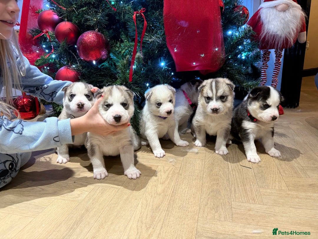 Siberian Husky dogs for sale: Beautiful Siberian Husky Puppies Ready to Reserve - Advert 17