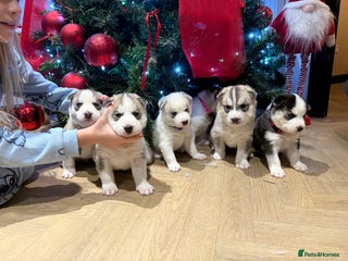 Siberian Husky dogs Beautiful Siberian Husky Puppies Ready to Reserve - Advert 16