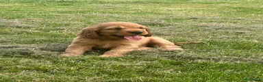 Cocker Spaniel 4