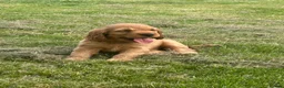 Cocker Spaniel dogs for sale: Golden Show type Cocker Spaniel puppies - Advert 20