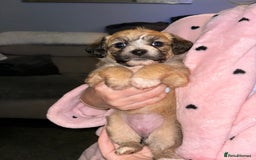Mixed Breed dogs for sale: Jackie Bichon Pups - Image 4