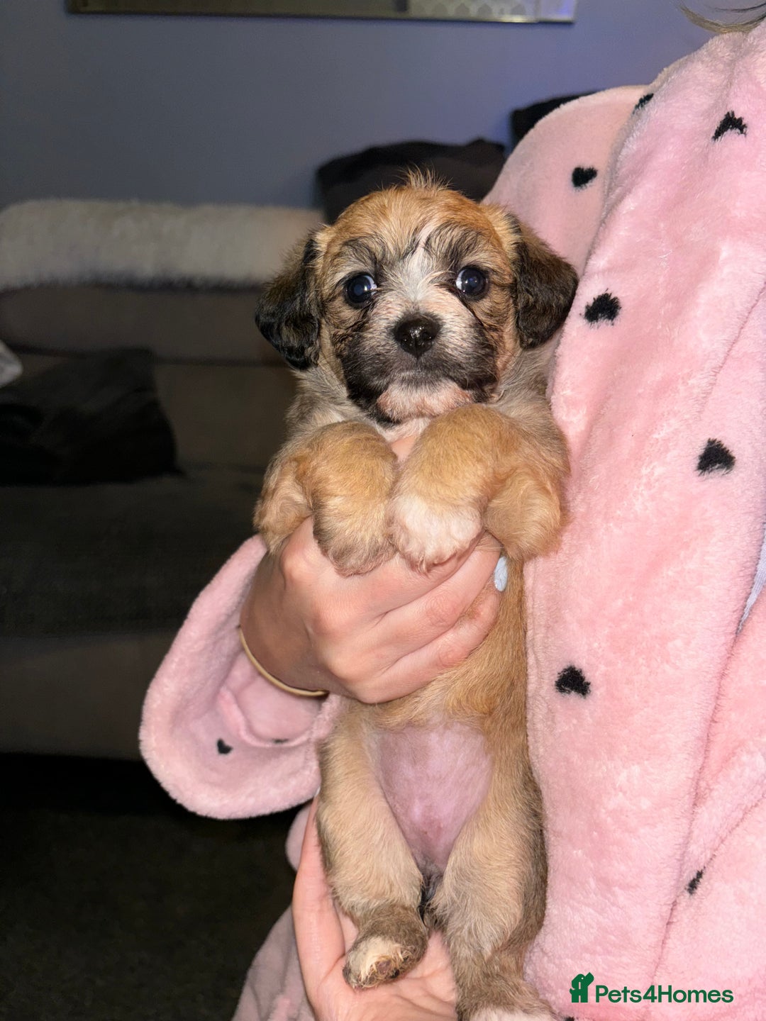 Mixed Breed dogs for sale: Jackie Bichon Pups - Image 4