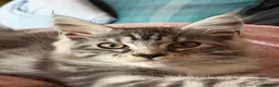 Maine Coon cats for sale: Pedigree Maine Coon kittens  - Advert 6