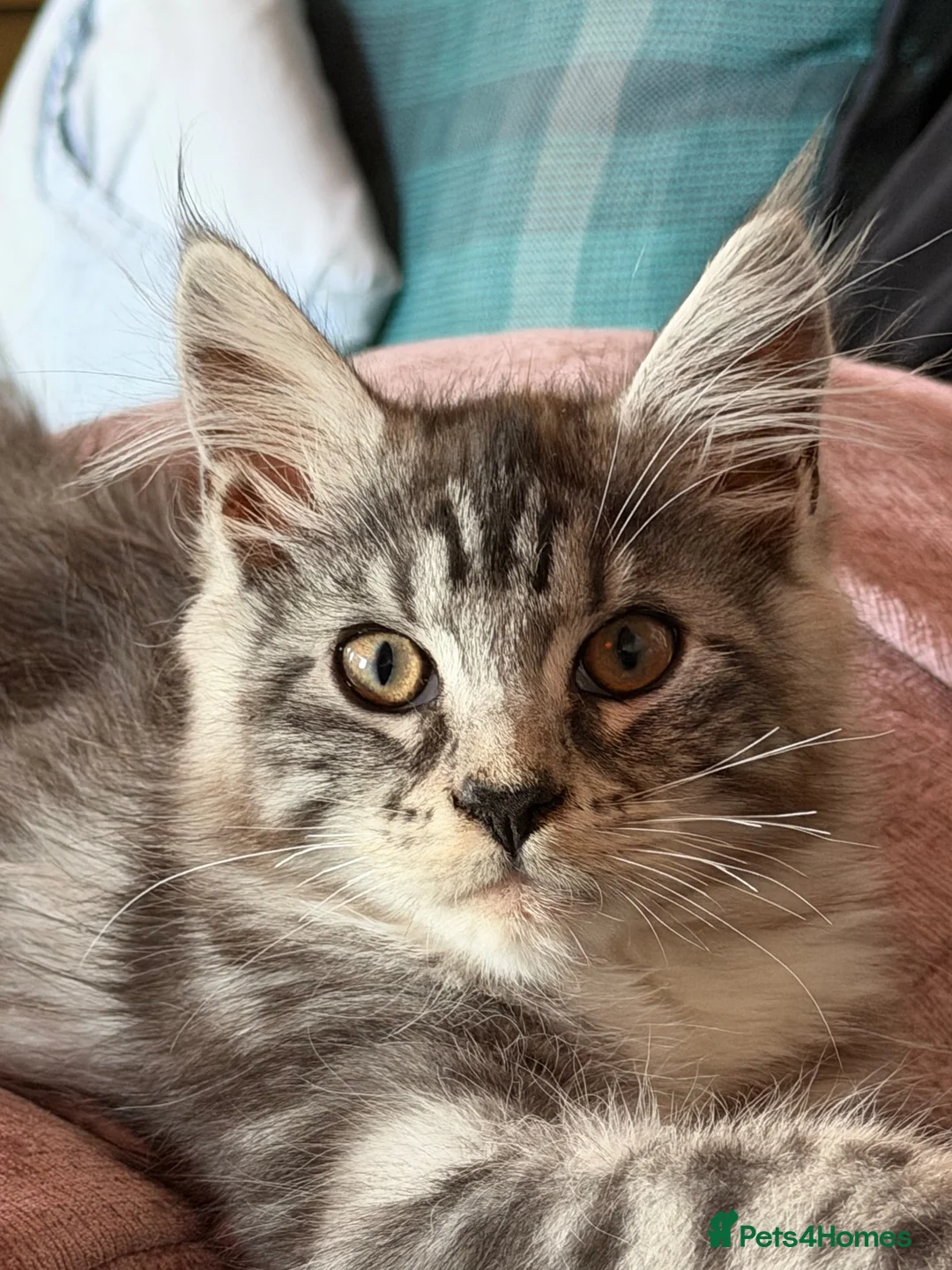 Maine Coon cats for sale: Pedigree Maine Coon kittens  - Advert 6