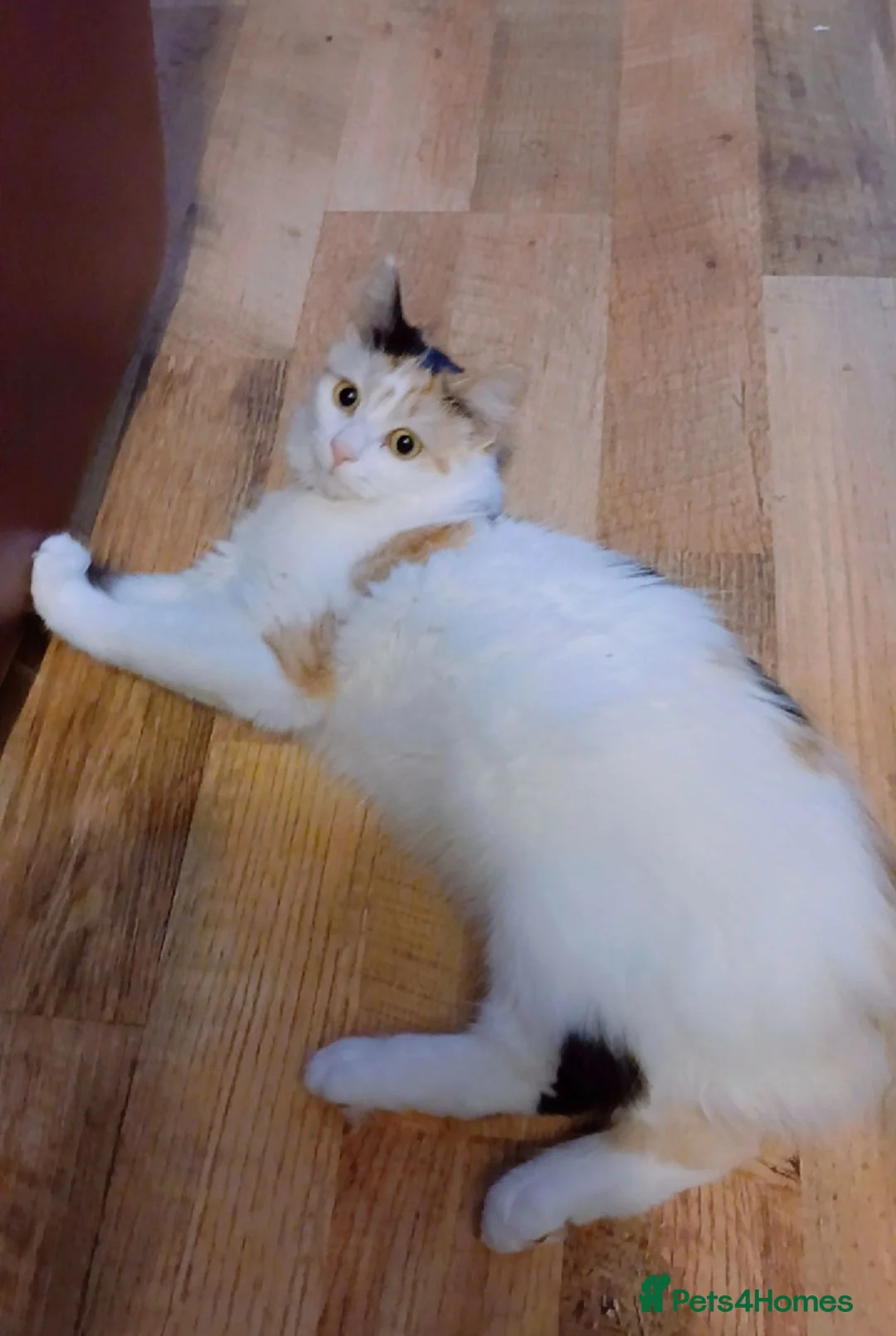 Mixed Breed cats for sale: Female feline calico cat in Ruislip - Advert 2