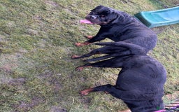 Rottweiler dogs for stud: Proven KC Rottweiler At Stud  in Bacup - Image 11