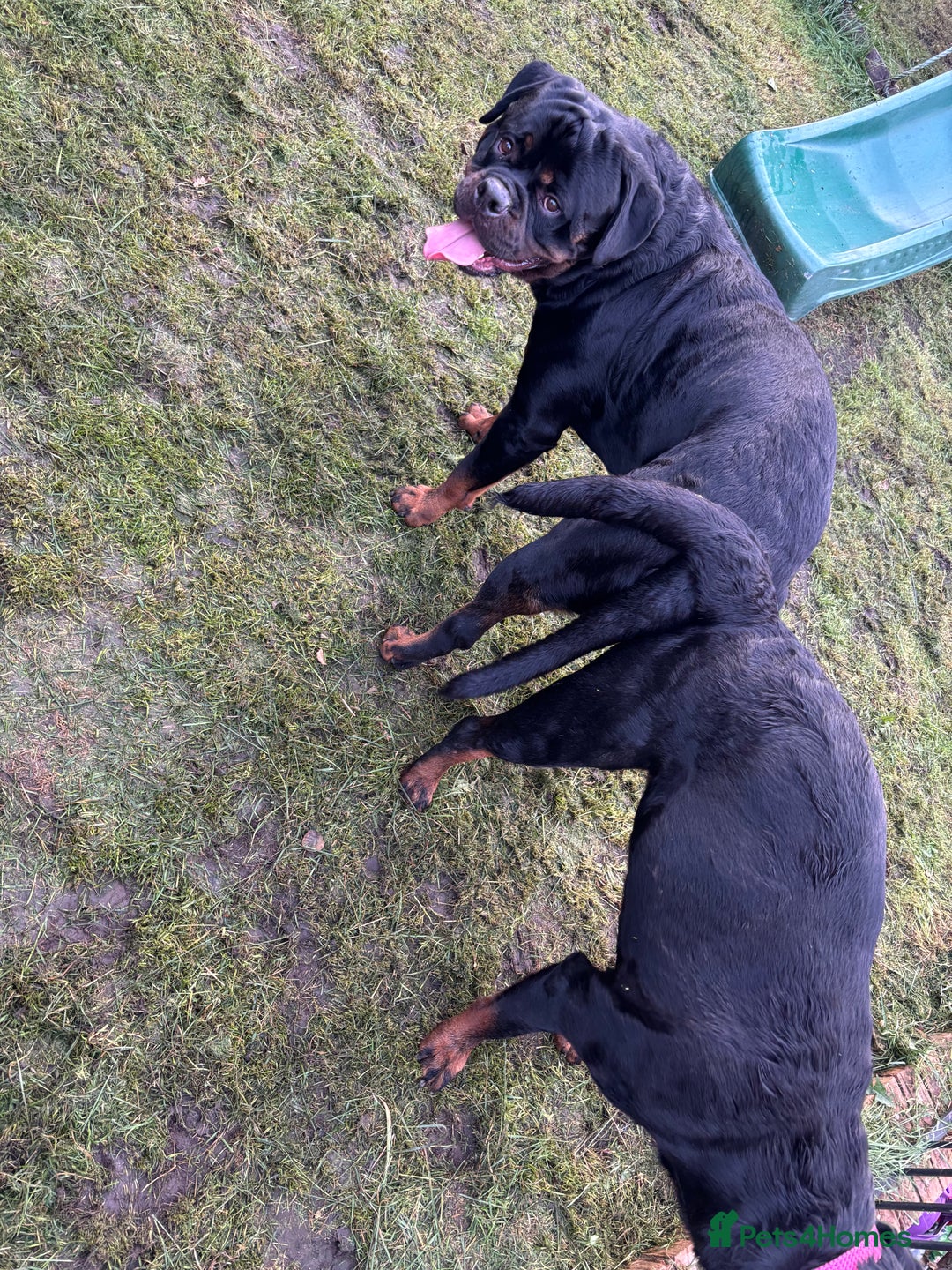 Rottweiler dogs for stud: Proven KC Rottweiler At Stud  in Bacup - Image 11