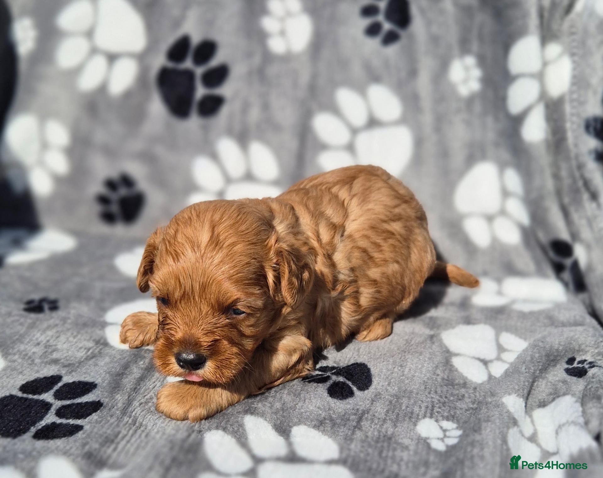 Cavapoo dogs Fox Red Cavapoo Females - Advert 2
