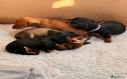 Miniature Dachshund dogs for sale: 5 gorgeous miniature dachshund puppies for sale  - Image 8