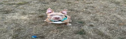 American Bully dogs for sale: Pocket bully pup - Advert 1