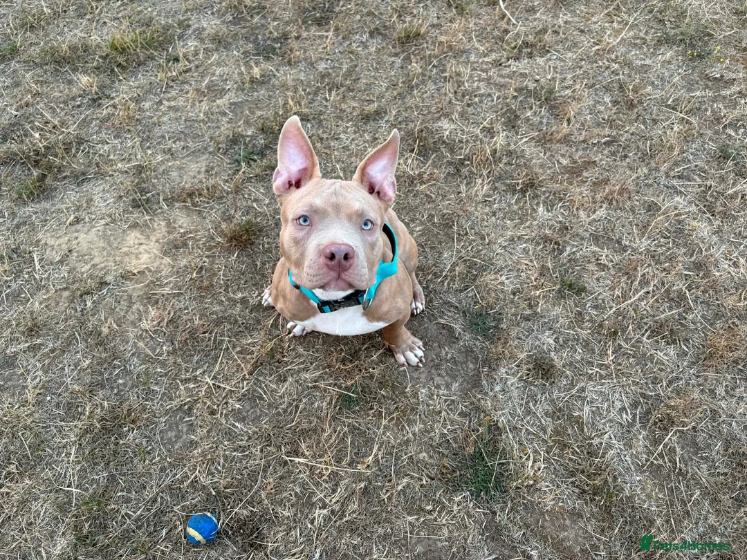 American Bully dogs for sale: Pocket bully pup - Advert 1