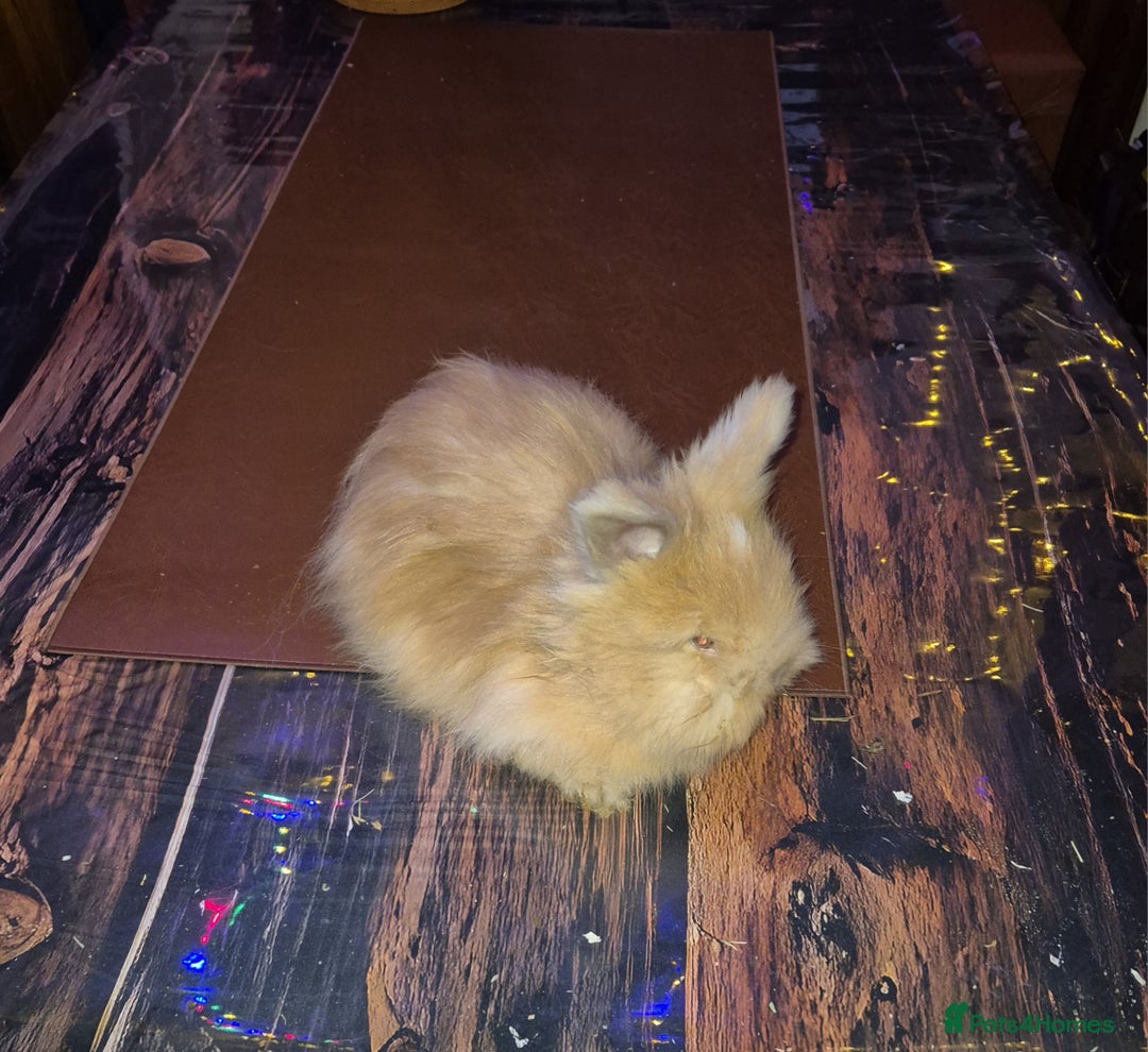 Angora rabbits for sale: Gorgeous Angora Rabbits, Pure Bred Full Faced. - Advert 7