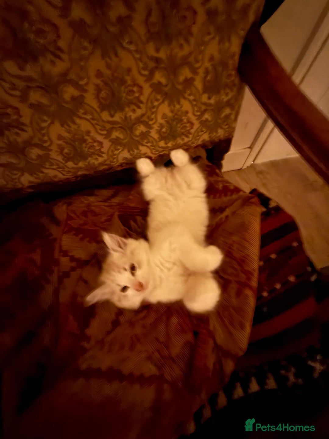 Mixed Breed cats for sale: White and dappled little girl  - Image 4