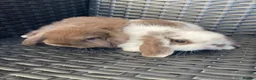 Mini Lop rabbits for sale: Beautiful pure breed mini lops girls - Advert 2