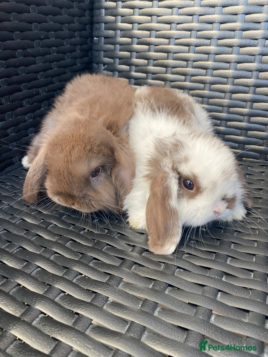 Mini Lop rabbits for sale: Beautiful pure breed mini lops girls - Advert 2