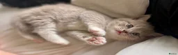 British Shorthair cats for sale: Stunning British shorthair kitten  - Advert 13