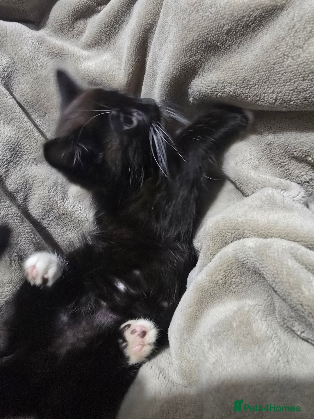 Domestic Shorthair cats for sale: Black and white male kitten  - Advert 2