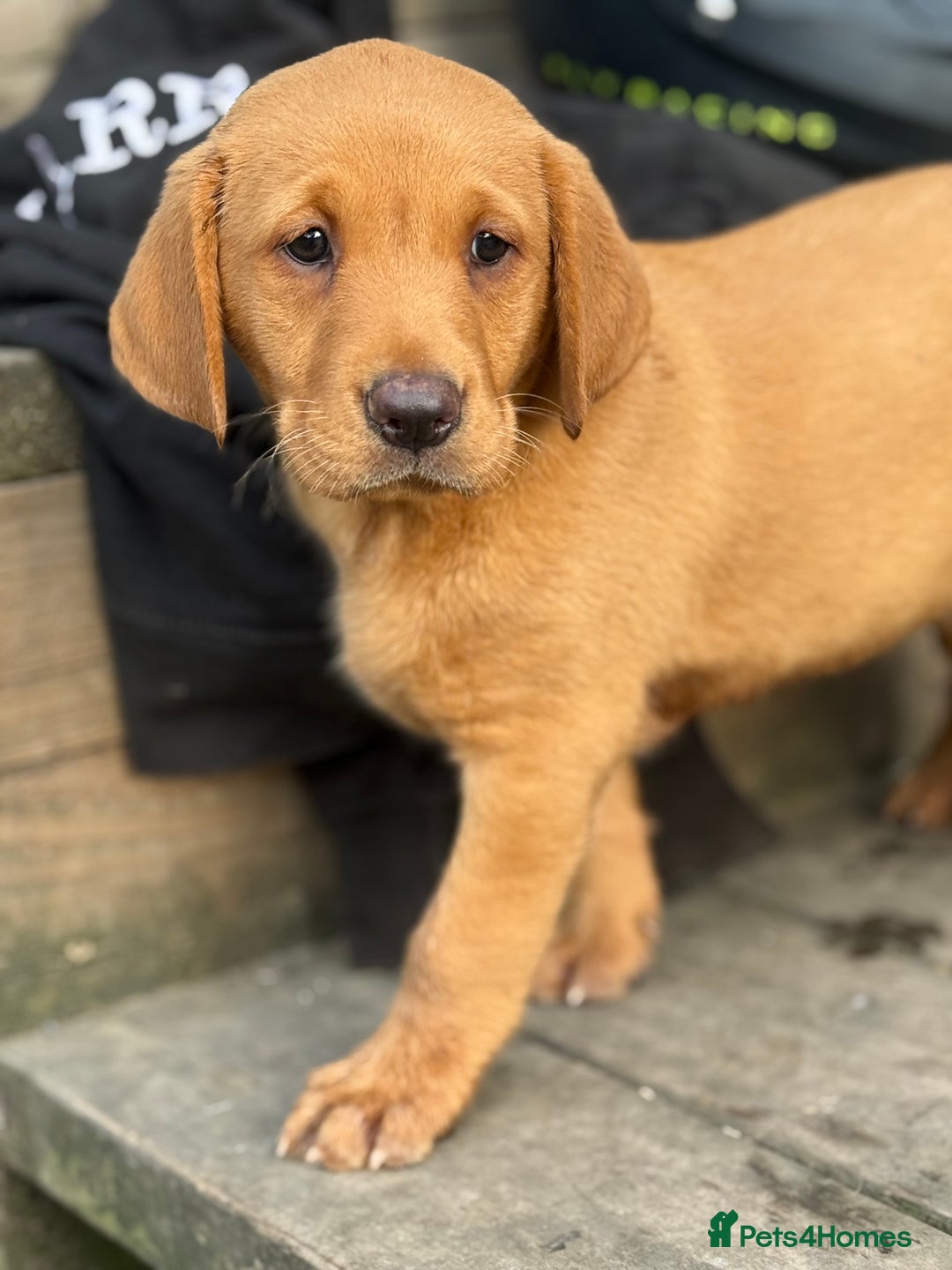 Labrador Retriever dogs for sale: Stunning ftch fox red puppies - Image 7