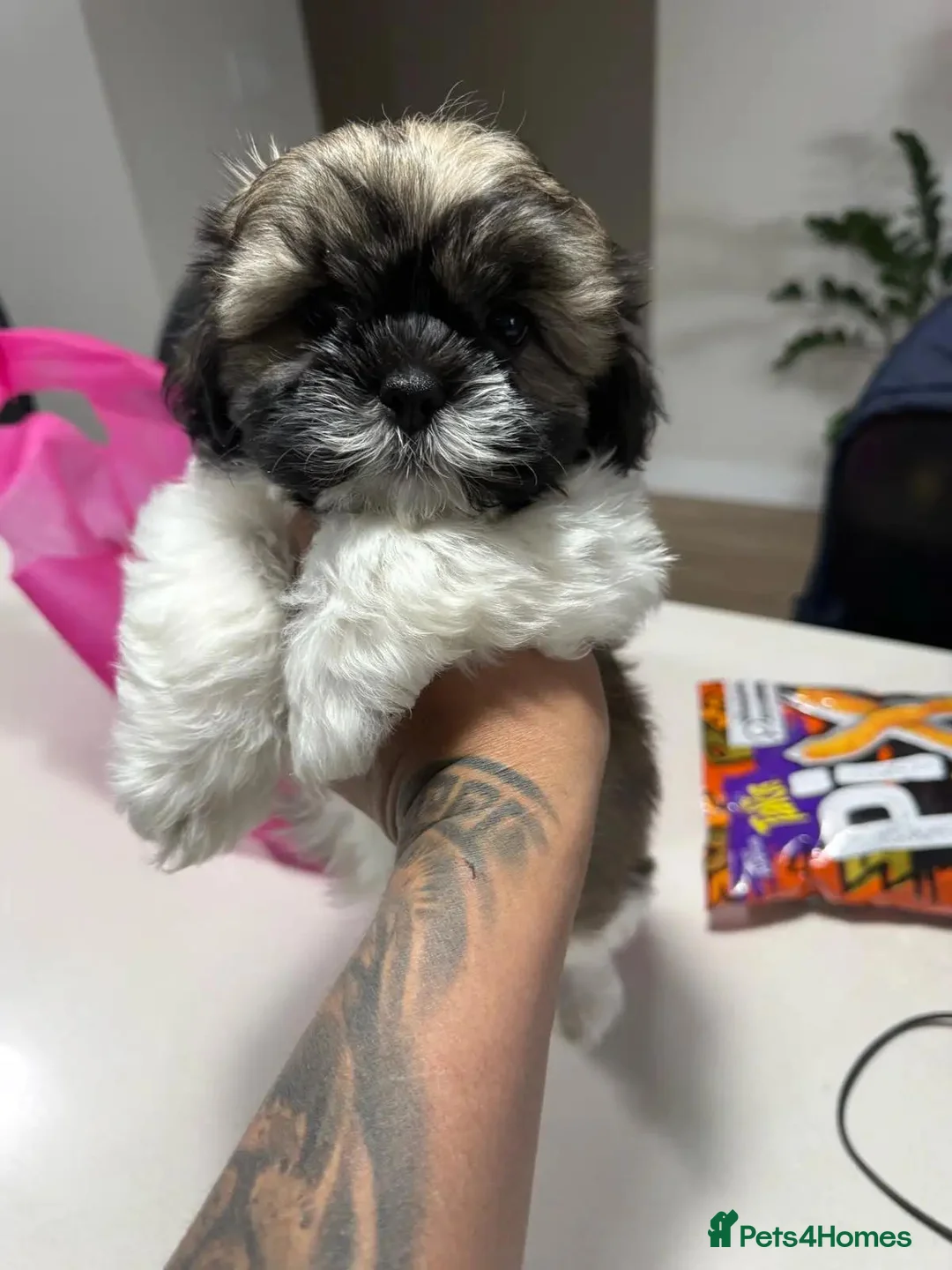 Shih Tzu dogs for sale: Four Lovely Shih Tzu Pups Seeking Forever Families - Advert 2