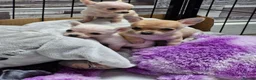 Chihuahua dogs for sale: Beautiful Tiny Chihuahua puppies  - Advert 2