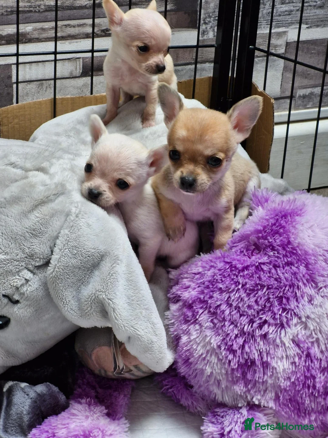 Chihuahua dogs for sale: Beautiful Tiny Chihuahua puppies  - Advert 2