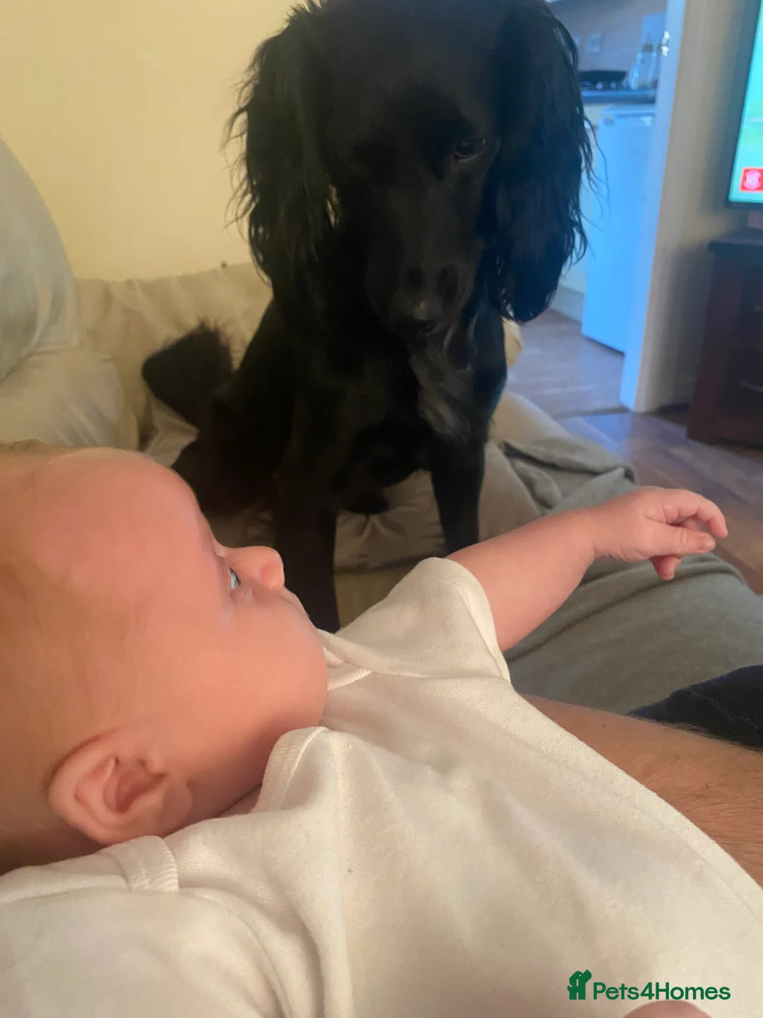 Cocker Spaniel dogs for sale: Pablo - Advert 2