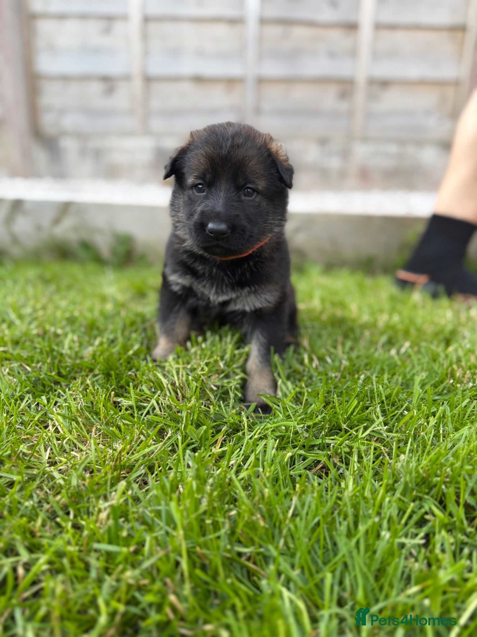 German Shepherd dogs 🐾 Working line German Shepherd puppies 🐾  - Advert 1