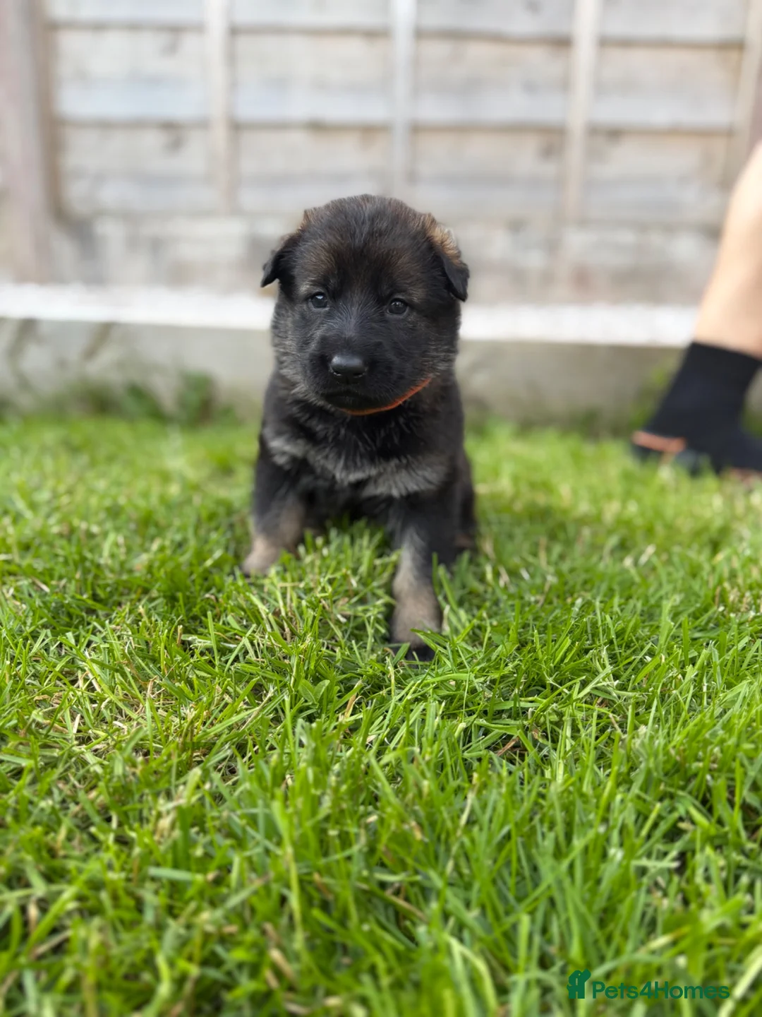 German Shepherd dogs for sale: 🐾 Working line German Shepherd puppies 🐾  - Advert 1