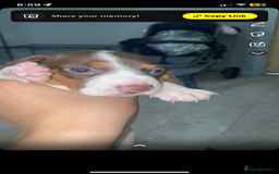 Miniature Dachshund dogs for sale: Miniature dachshund  in Oldham - Image 1