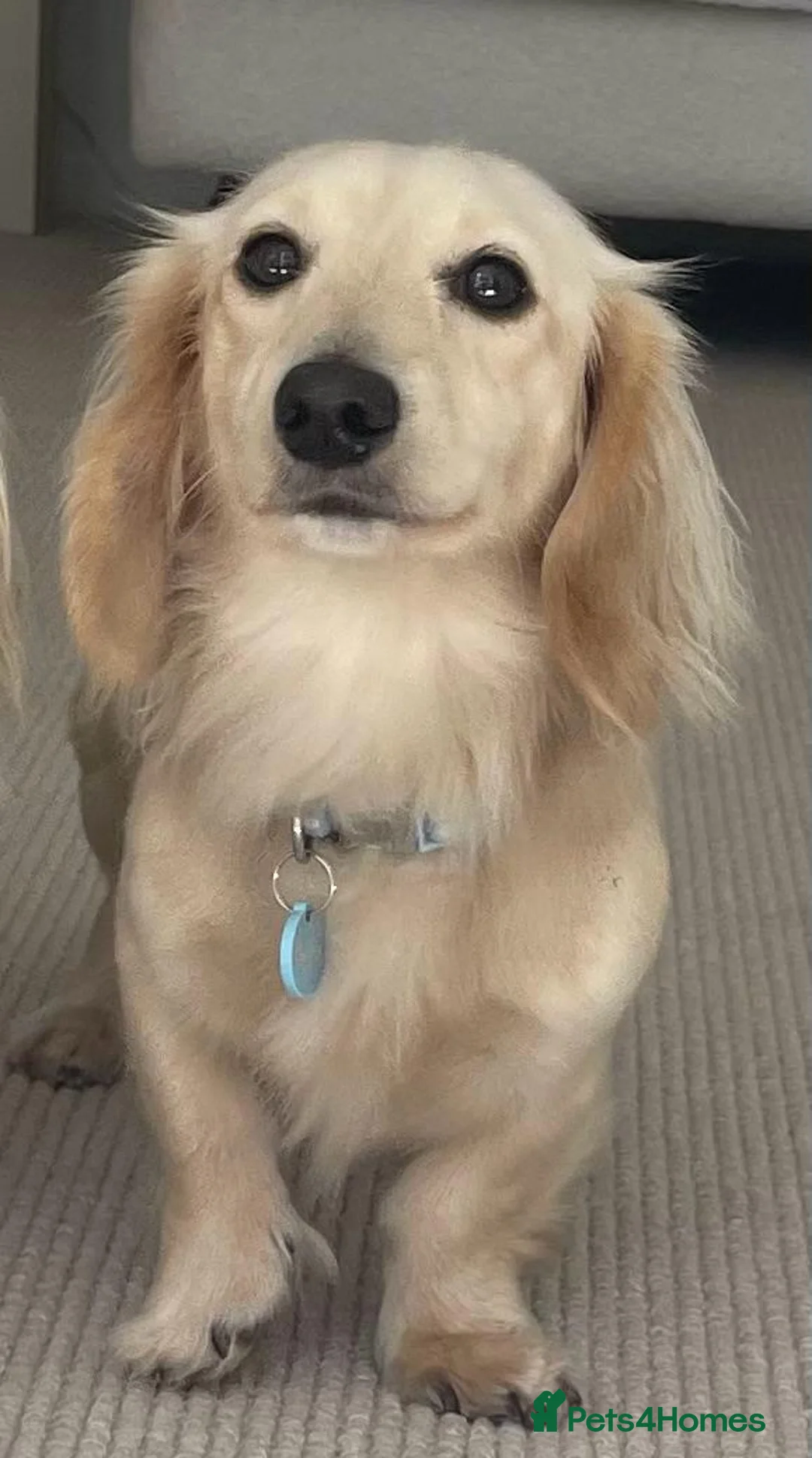 Miniature Dachshund dogs for stud: KENSESQUI BAILEYS TIRAMISU  in Lewes - Advert 2