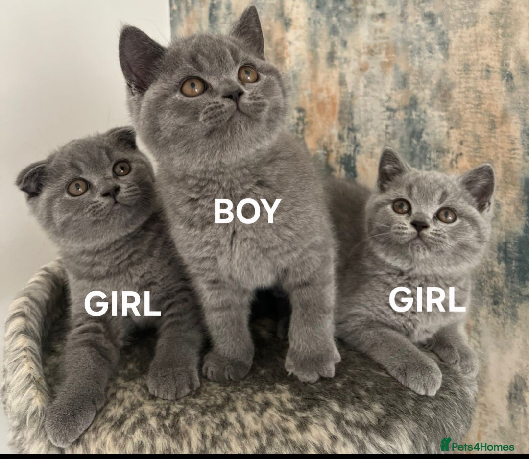 British Shorthair cats for sale: Gorgeous Brittsh Kittens Fully Vaccinated  - Image 1