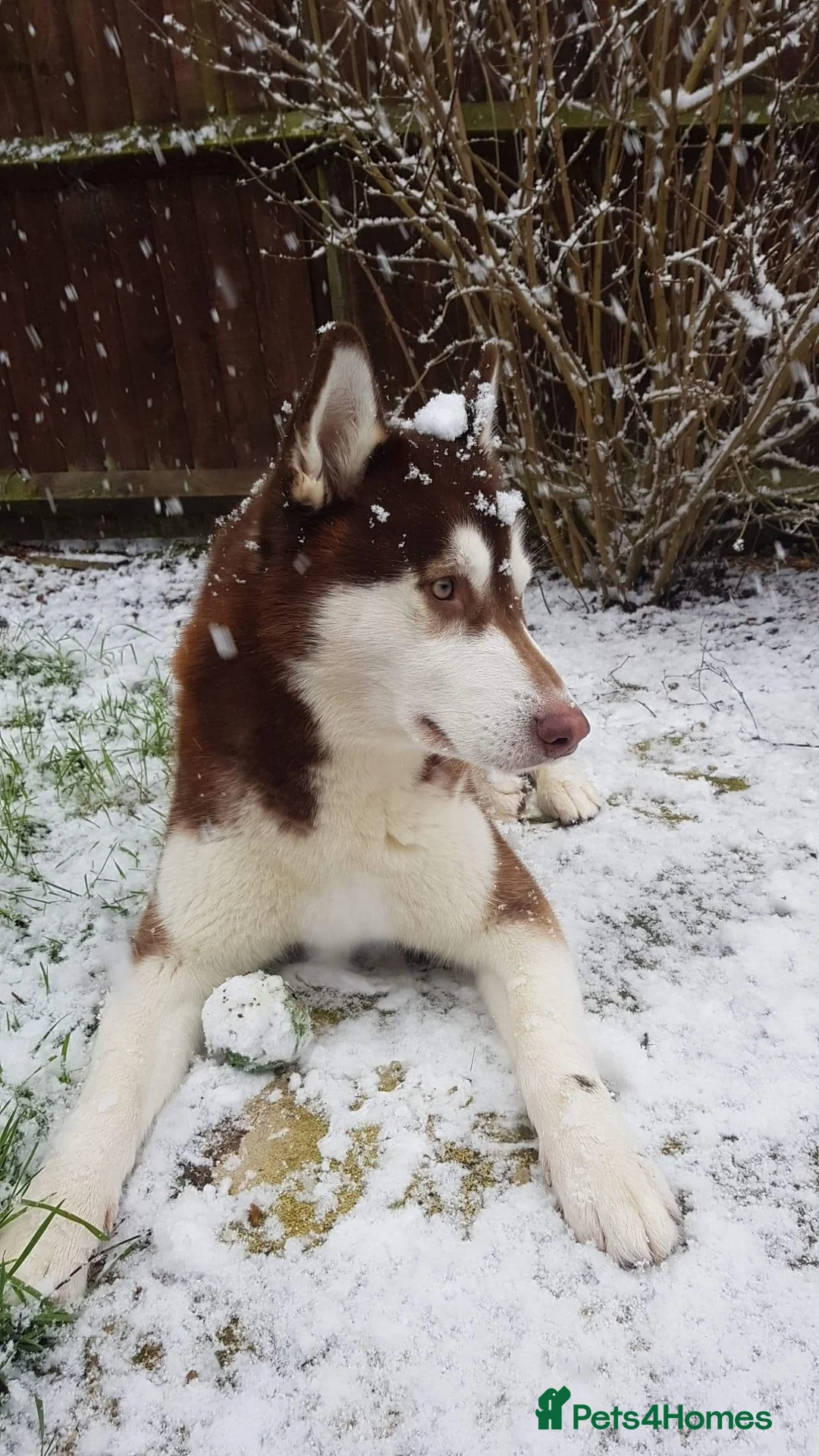 Siberian Husky dogs for stud: Stunning Bi-eyed Siberian Husky for stud(PROVEN) in Burton-on-Trent - Advert 2