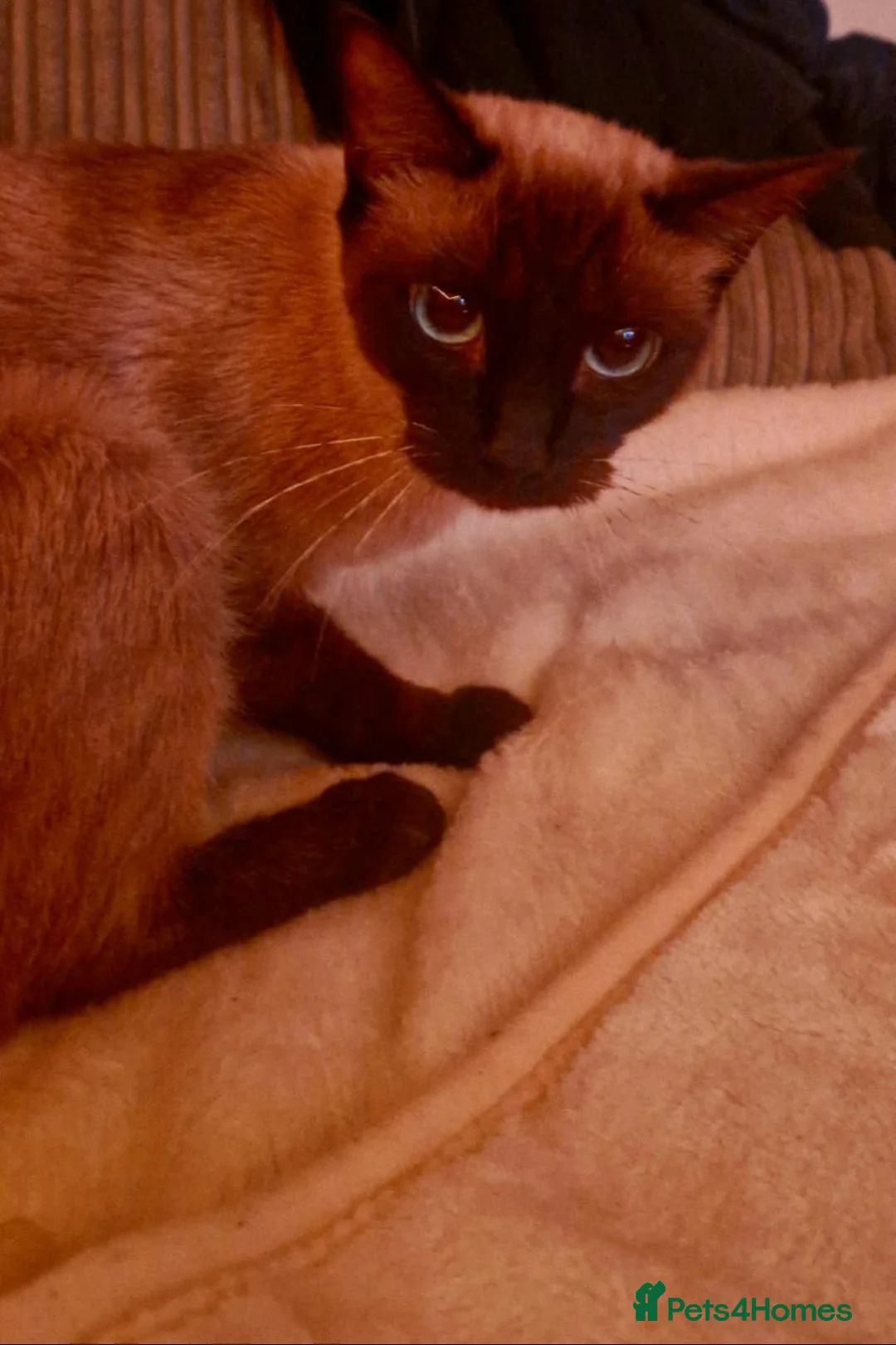 Siamese cats for sale: Lovely kity  in Corby - Advert 3