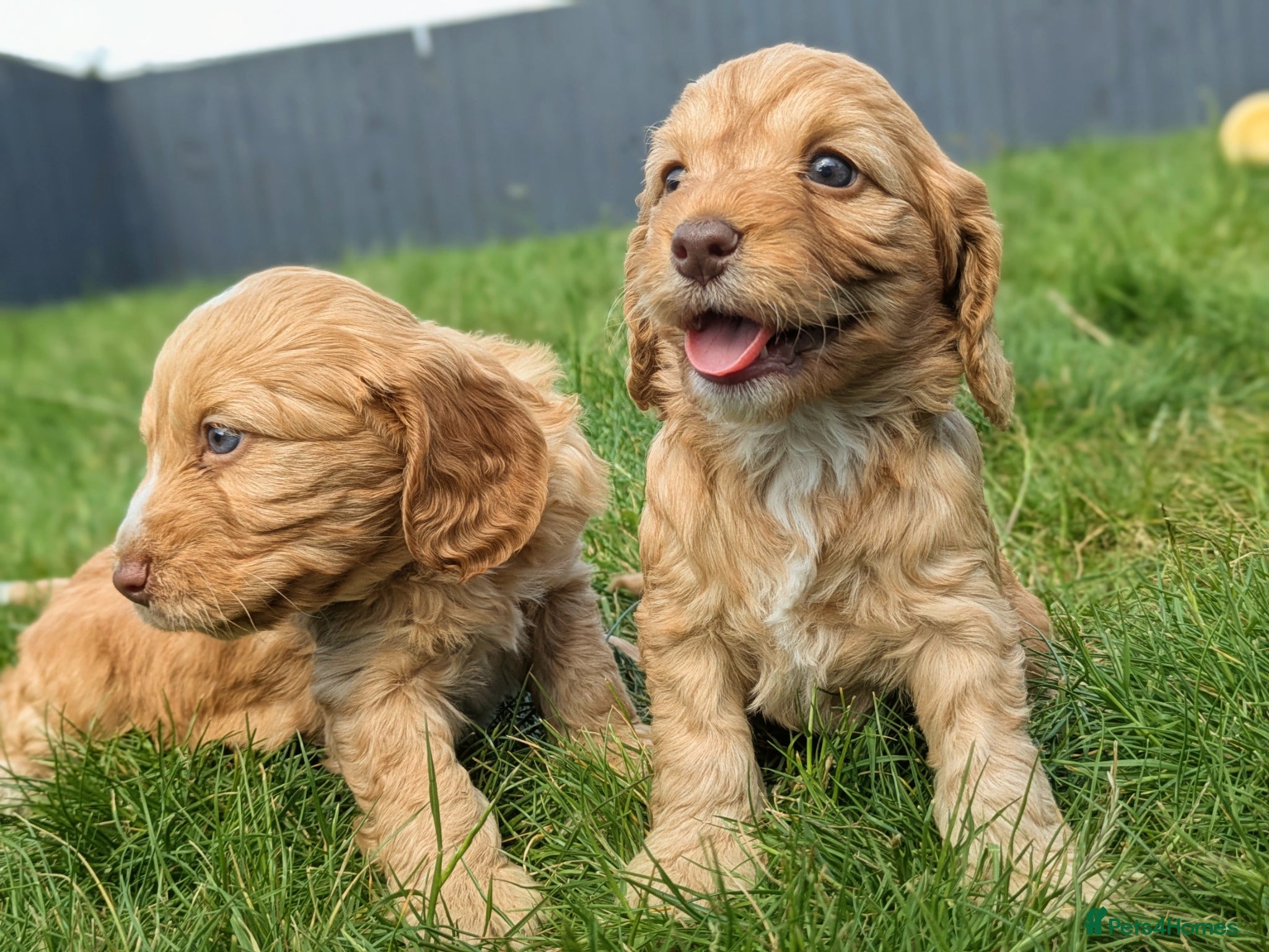 Cockapoo dogs Miniature F1 Cockapoo Pups, Health Tested Parents - Advert 1