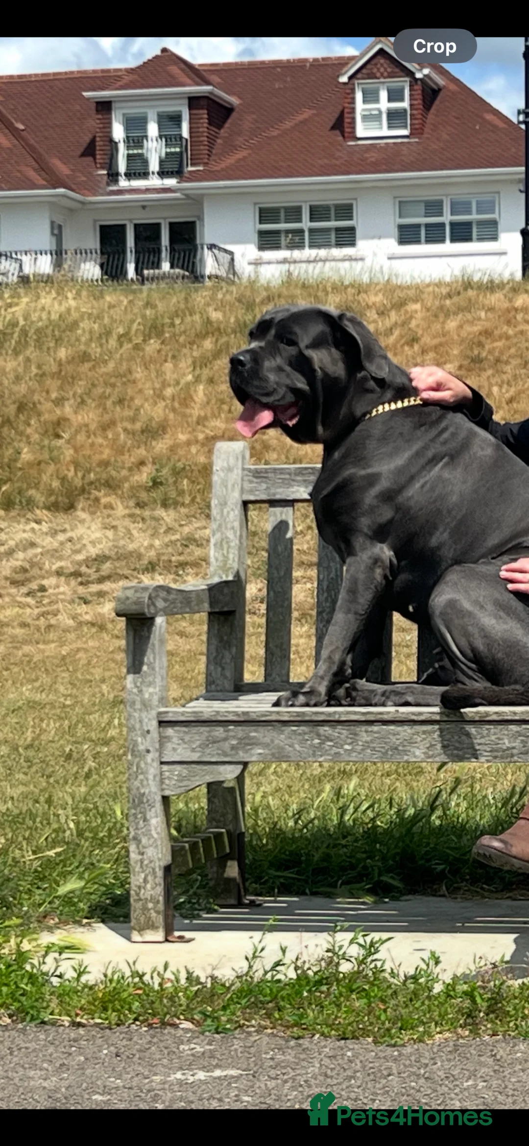 Cane Corso dogs for sale: cane corso for sale  in Newcastle upon Tyne - Advert 2