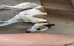 Whippet dogs for sale: K.c2 year old male whippet kennel club registered  - Image 12